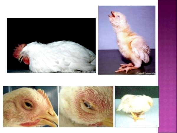 15 распространенных куриных болезней - причины и симптомы - инфекционный бронхит у кур