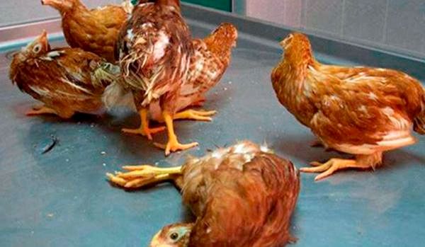 15 распространенных куриных болезней - причины и симптомы - болезнь Ньюкасла у кур