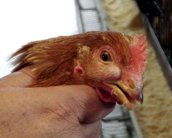 15 распространенных куриных болезней - причины и симптомы - Птичья холера