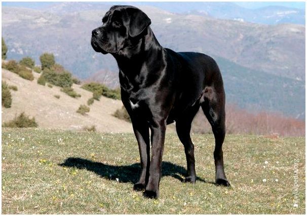 Какие породы собак черные фото thumbnail