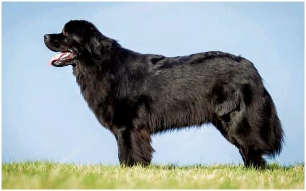 Породы крупные собаки фото и название породы thumbnail