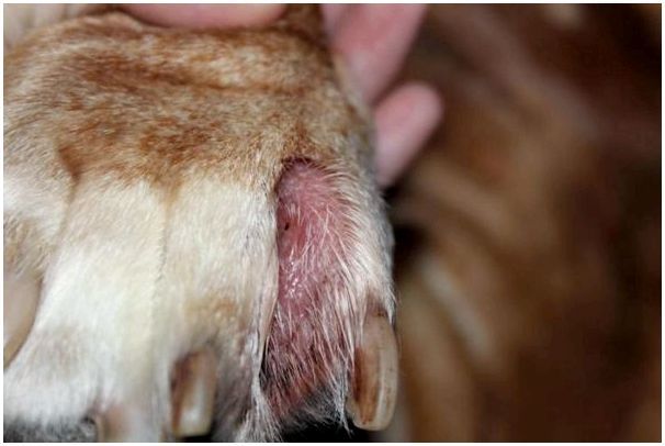 Бородавки у собак как признак породы