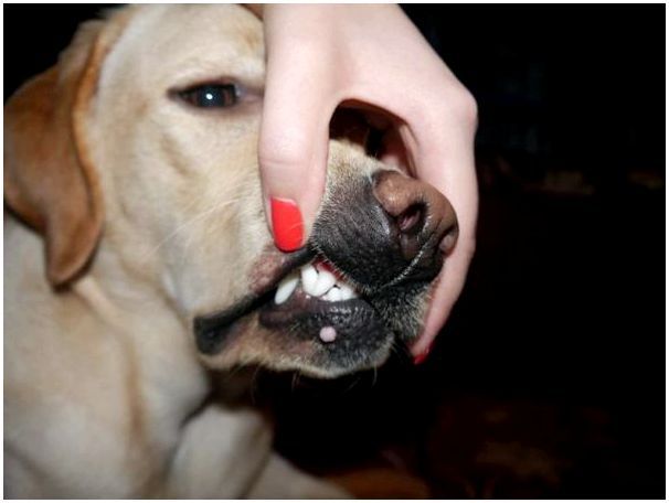 На губах у собаки какие то бородавки
