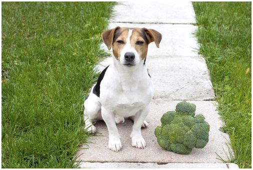 Брокколи в рационе собаки: какие овощи может съесть ваша собака