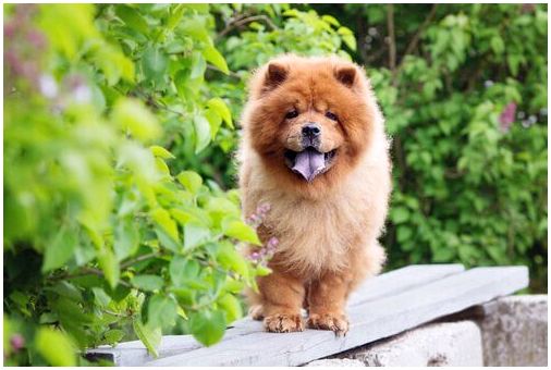 Чау-чау: красивая и обаятельная собака