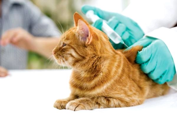 Что такое Buprenex для кошек? Как давать бупренорфин кошкам