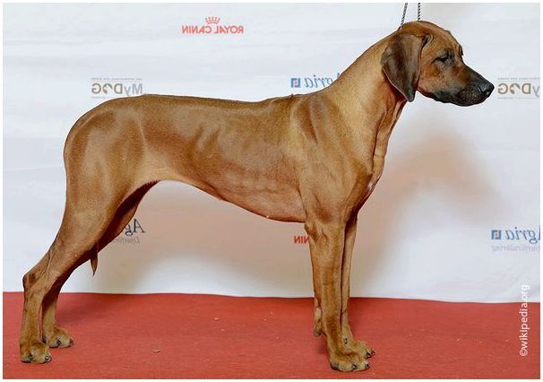 Фото пород собак крупных сторожевых thumbnail