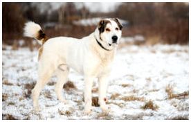 Фото собак породы алабай и туркменский алабай thumbnail