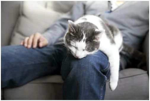 Кошка спит на ноге человека.