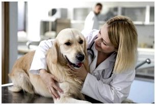 собака у ветеринара