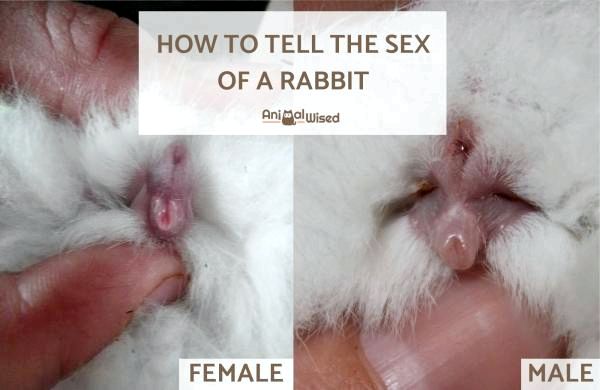 Определение пола у суточных крольчат.Фото.