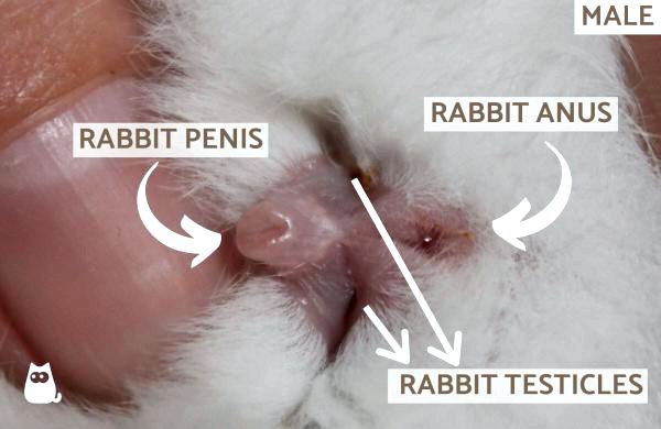 Как узнать пол кролика: как узнать, является ли ваш кролик кобелем
