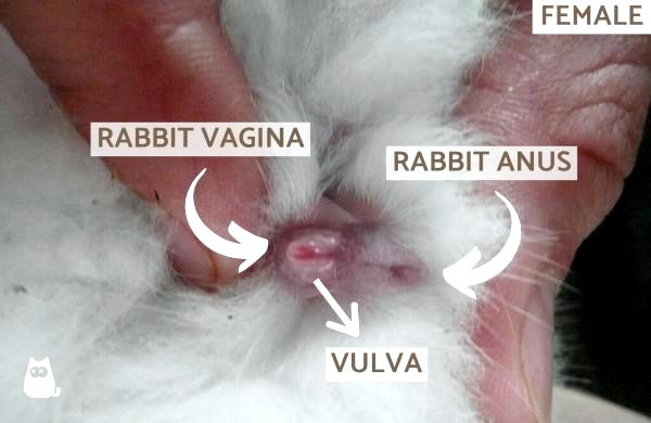 Как узнать пол кролика: как узнать, является ли ваш кролик самкой