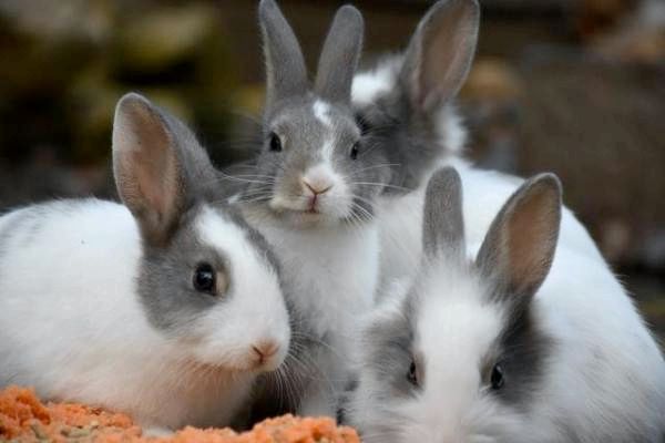Как считать пол кролика: забавные факты о кроликах