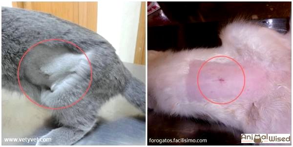 Как сказать, если кошка стерилизована: признаки стерилизованной кошки