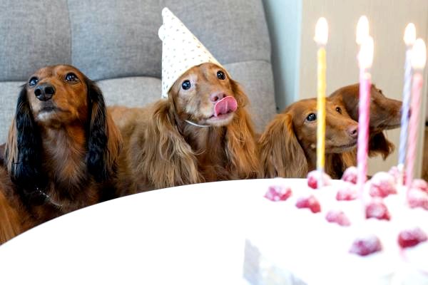 Как отметить день рождения вашей собаки