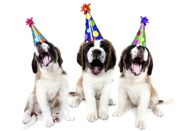 Как отпраздновать день рождения вашей собаки - Приглашения