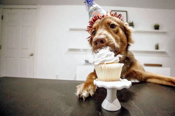 Как отпраздновать день рождения вашей собаки: веселые занятия