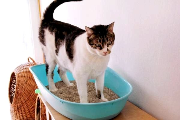 Как поменять ящик для кошачьих туалетов