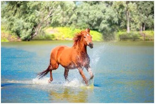 Лошадь скачет по воде.