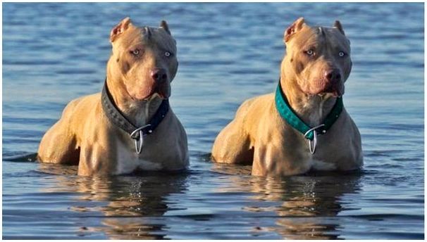 Порода собак любит воду