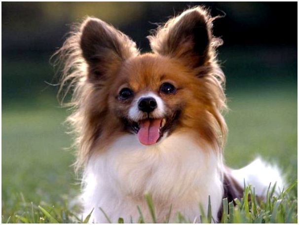 Топ-10 самых умных пород собак: папильон