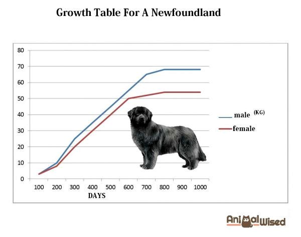 Какая самая лучшая еда для собаки ньюфаундленда? - Диаграмма веса Ньюфаундленда