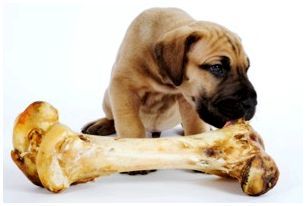 трубчатая кость и щенок