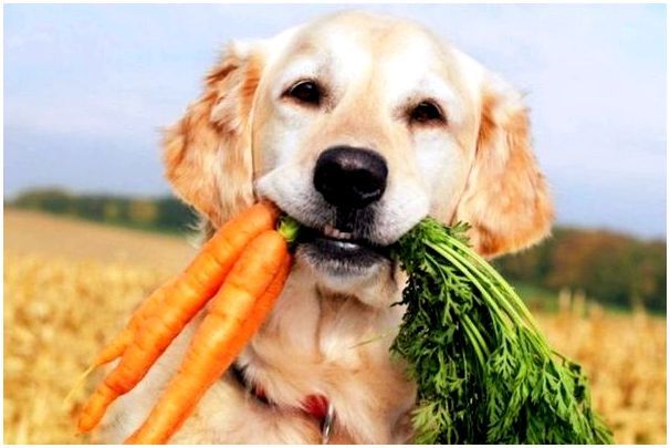 Пес принес морковь