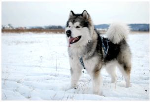 Клички собак породы маламут