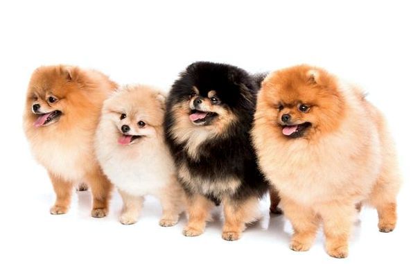 4_pomeranskij-shpicz