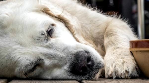 Могут ли собаки есть порошок куркумы? Отзывчивое использование: ежедневные преимущества куркумы для собак