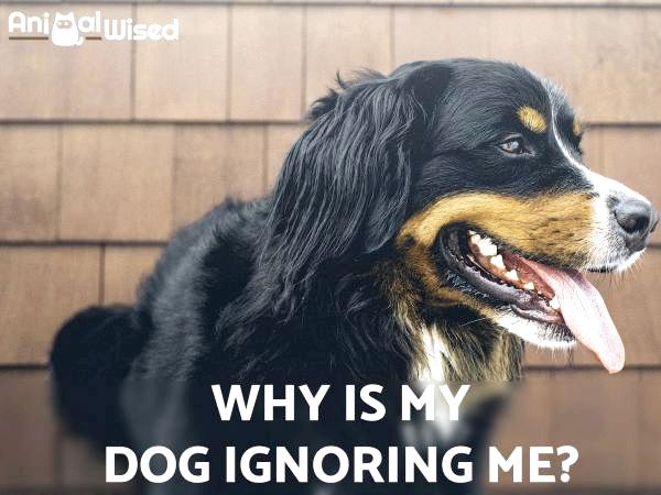 Моя собака продолжает игнорировать меня: что мне делать?