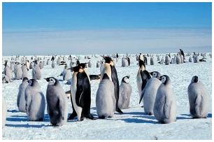Императорские пингвины.