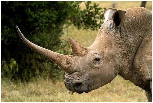 Носорог: характеристики, поведение и среда обитания