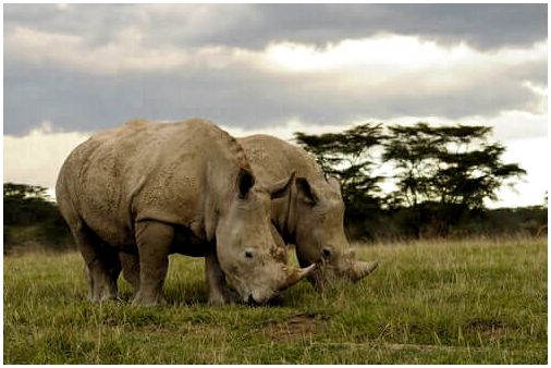 Два носорога в поле.