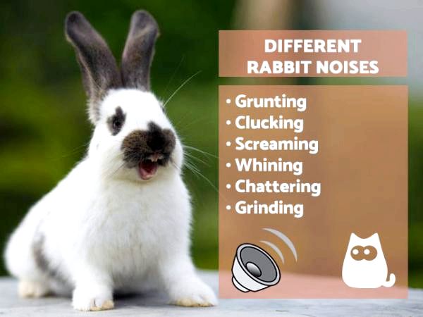 Почему мой кролик издает звуки?