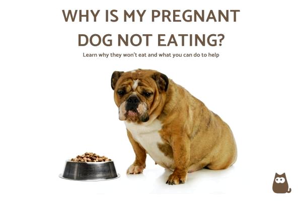 Почему моя беременная сука не ест?