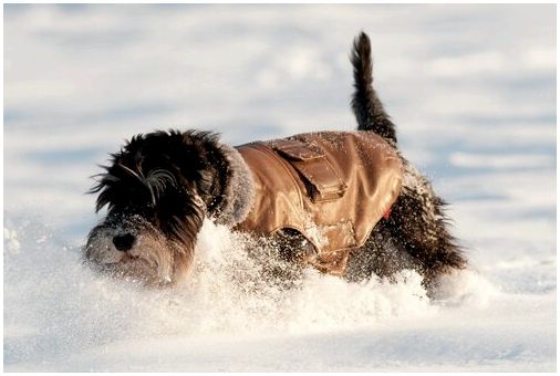Почему собаки любят снег?
