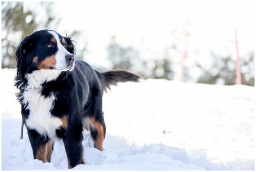 Большая собака стоя в снежном поле.