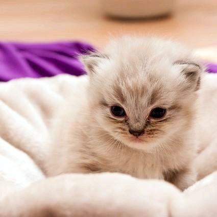 Почему у моей кошки был только один котенок?
