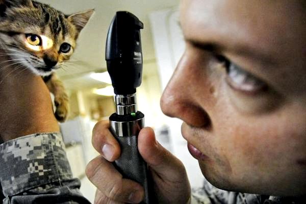 Почему у моей кошки был только один котенок? - Отведите свою кошку и котят к ветеринару