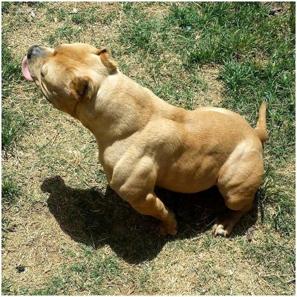 Порода собак американский бультерьер фото