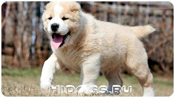 Туркменский алабай особенности породы, стандарт, как выбрать щенка, содержание собаки.