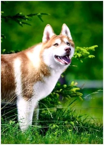 Порода собаки хаски рыжие фото