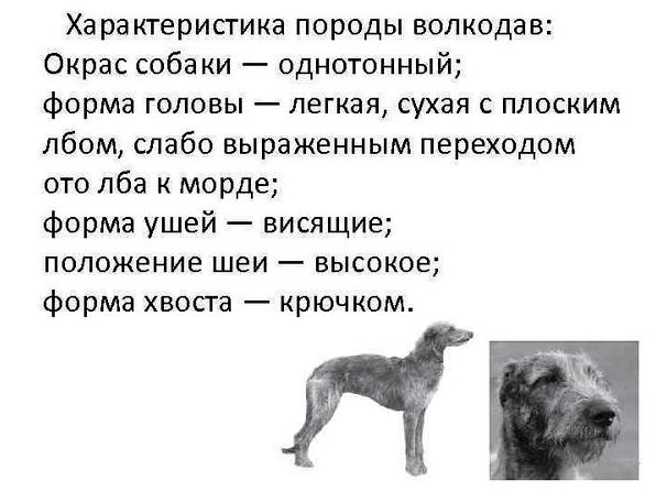  Характеристика породы волкодав: Окрас собаки — однотонный; форма головы — легкая, сухая с