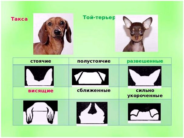 Рассмотрите фотографию собаки породы немецкий пинчер