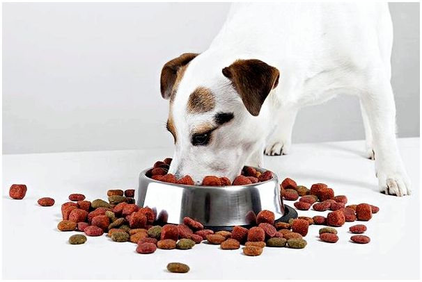 Таблица кормления сухого корма для собак