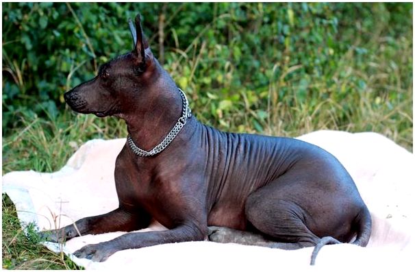 Собака породы мексиканская голая собака thumbnail