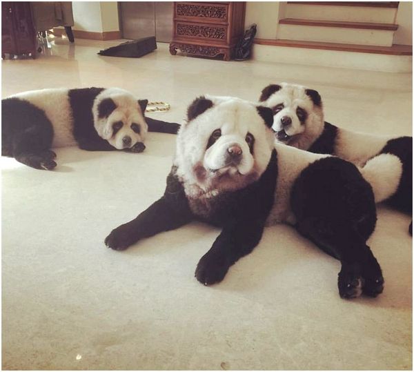 Три панды чау-чау собаки лежат на земле.